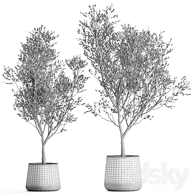 A collection of small Olive trees in a rusty metal pot and flowerpot. Set 968. 3DS Max Model - thumbnail 6