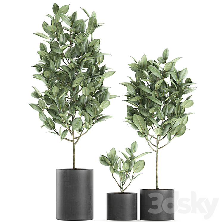 A collection of small ornamental trees in concrete black pots with ficus elastic handles. Set 609. 3DS Max - thumbnail 1