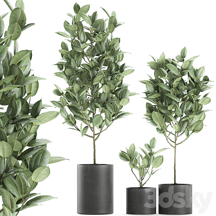 A collection of small ornamental trees in concrete black pots with ficus elastic handles. Set 609. 3DS Max - thumbnail 2