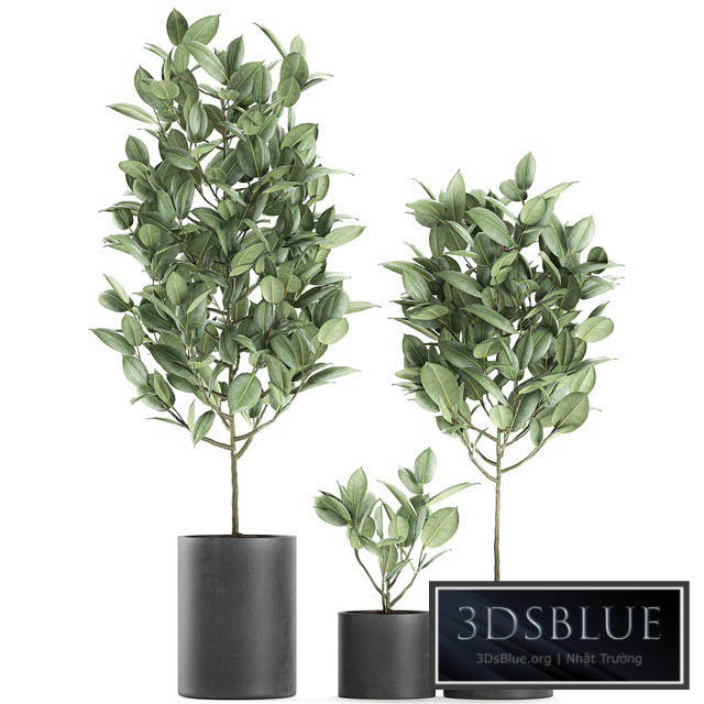 A collection of small ornamental trees in concrete black pots with ficus elastic handles. Set 609. 3DS Max - thumbnail 3