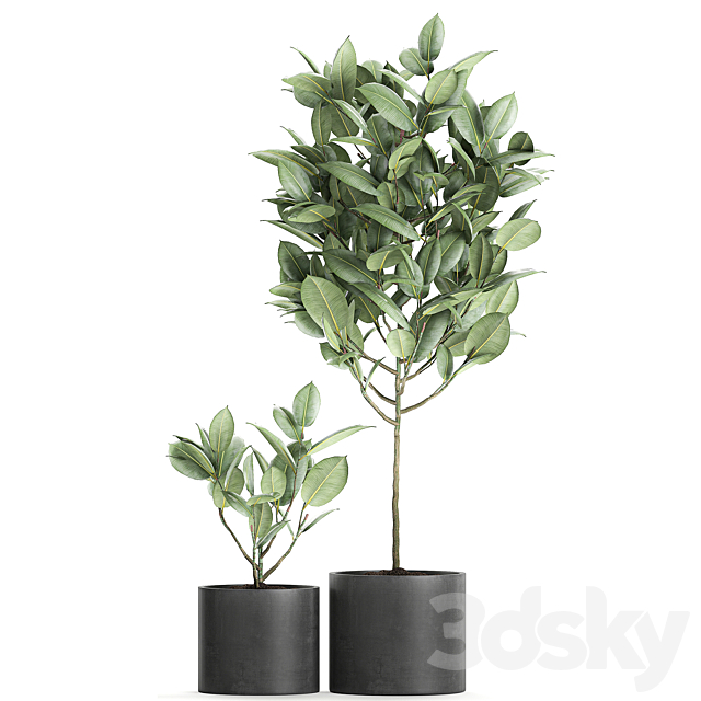 A collection of small ornamental trees in concrete black pots with ficus elastic handles. Set 609. 3DSMax File - thumbnail 3