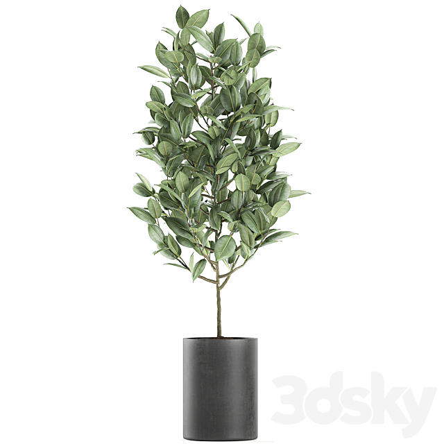 A collection of small ornamental trees in concrete black pots with ficus elastic handles. Set 609. 3DSMax File - thumbnail 4