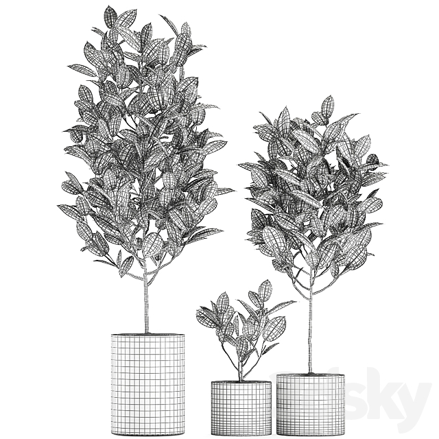 A collection of small ornamental trees in concrete black pots with ficus elastic handles. Set 609. 3DSMax File - thumbnail 5