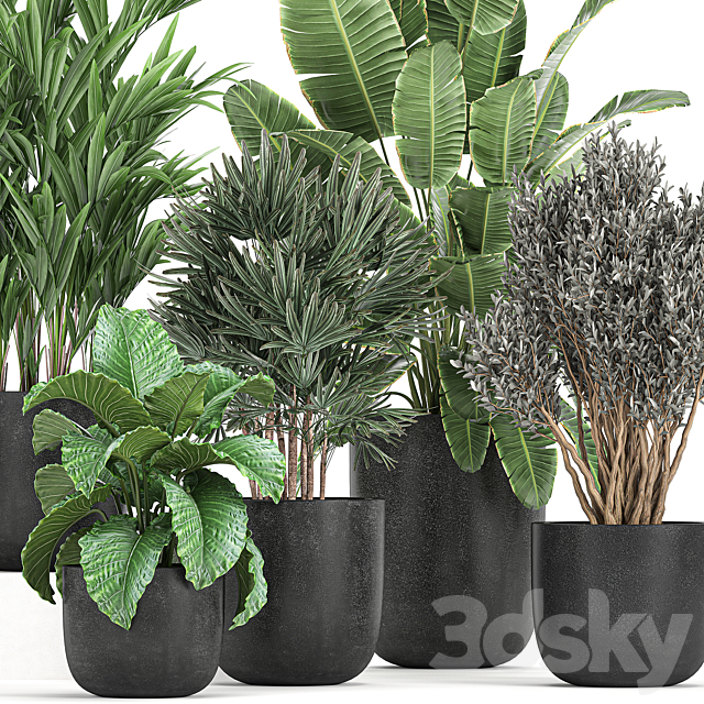 A collection of small plants and bushes Banana palm olive Rapeseed Alokasia in black pots. Set 813. 3DS Max Model - thumbnail 2