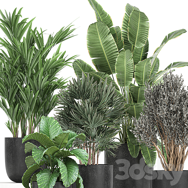 A collection of small plants and bushes Banana palm olive Rapeseed Alokasia in black pots. Set 813. 3DS Max Model - thumbnail 4