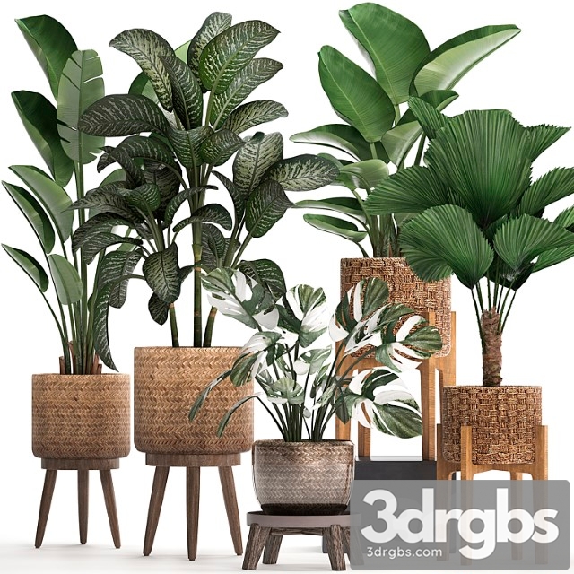 A collection of small plants in baskets on legs with licuala, monstera, diffenbachia variegated, banana, strelitzia. set 454. - thumbnail 1