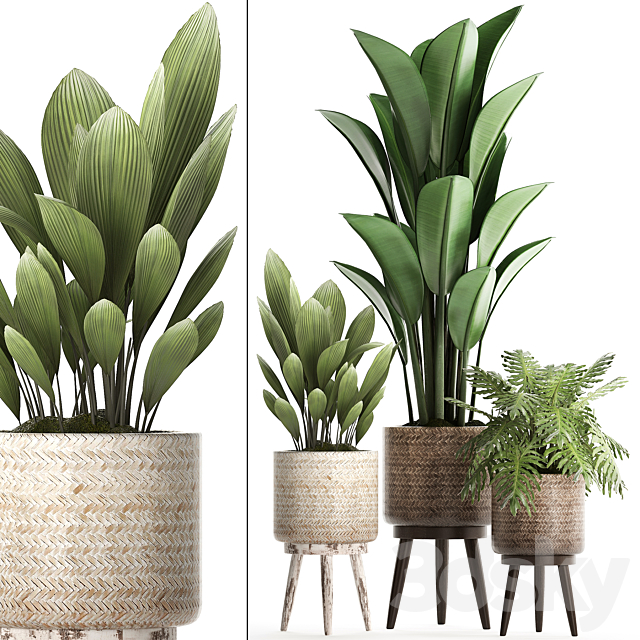 A collection of small plants in modern white rattan baskets with strelitzia. Philodendron. palm grass. ravenala. Set 428. 3DSMax File - thumbnail 1