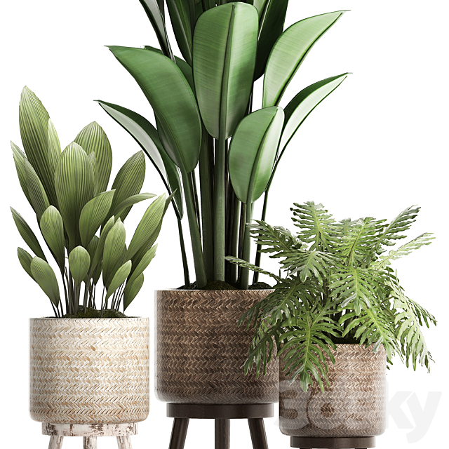 A collection of small plants in modern white rattan baskets with strelitzia. Philodendron. palm grass. ravenala. Set 428. 3DSMax File - thumbnail 2