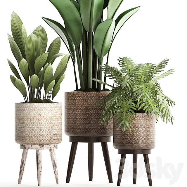 A collection of small plants in modern white rattan baskets with strelitzia. Philodendron. palm grass. ravenala. Set 428. 3DSMax File - thumbnail 3