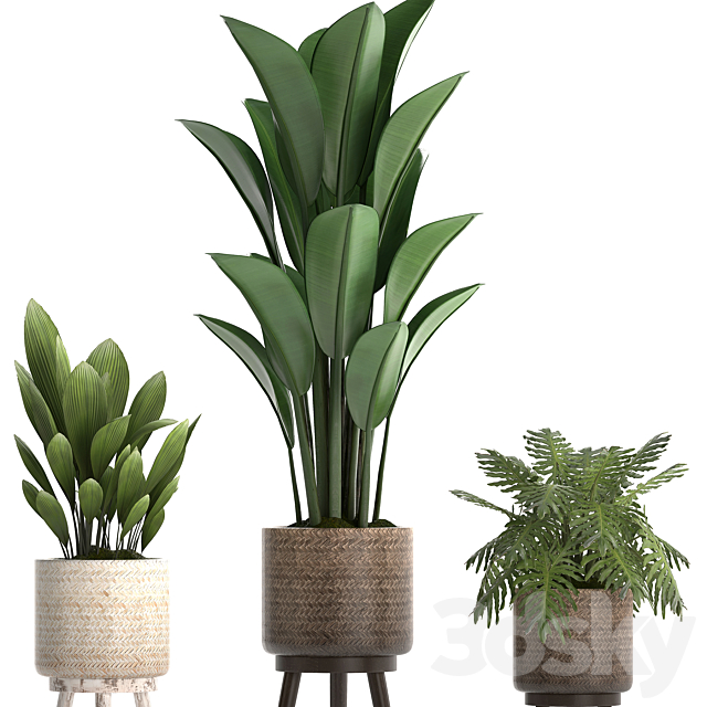 A collection of small plants in modern white rattan baskets with strelitzia. Philodendron. palm grass. ravenala. Set 428. 3DSMax File - thumbnail 4