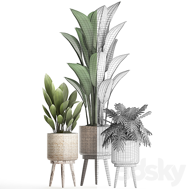 A collection of small plants in modern white rattan baskets with strelitzia. Philodendron. palm grass. ravenala. Set 428. 3DSMax File - thumbnail 5