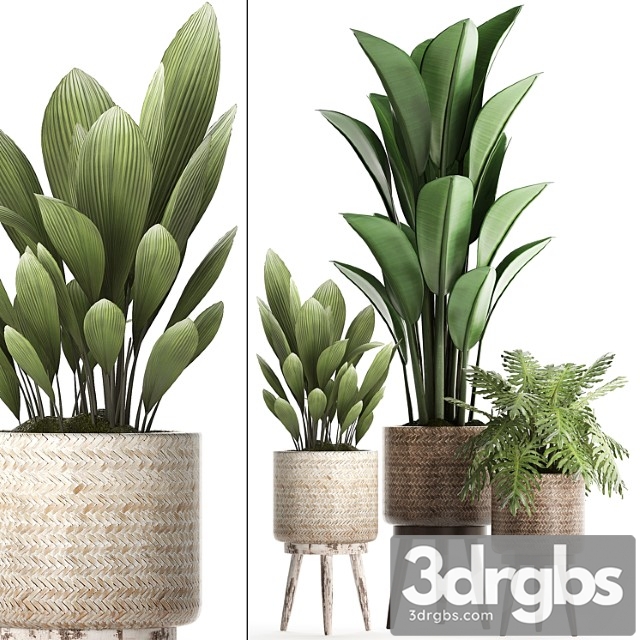 A collection of small plants in modern white rattan baskets with strelitzia, philodendron, palm grass, ravenala. set 428. - thumbnail 1