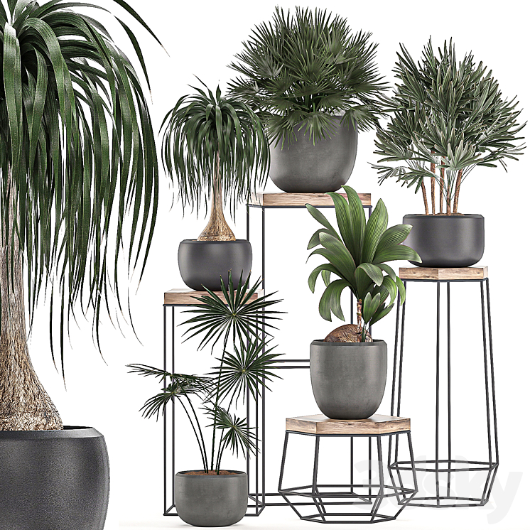 A collection of small plants in pots on stand tables with dracaena rapeseed palm fan coconut nutsifera. Set 525. 3DS Max - thumbnail 1