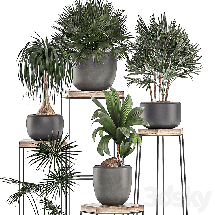 A collection of small plants in pots on stand tables with dracaena rapeseed palm fan coconut nutsifera. Set 525. 3DS Max - thumbnail 2