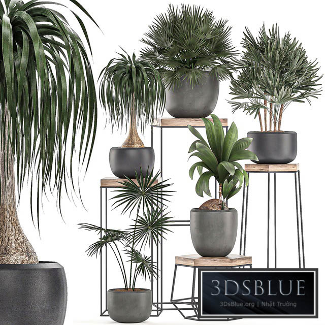 A collection of small plants in pots on stand tables with dracaena rapeseed palm fan coconut nutsifera. Set 525. 3DS Max - thumbnail 3