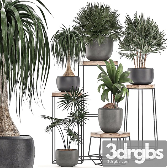 A collection of small plants in pots on stand tables with dracaena, rapeseed, palm, fan, coconut nutsifera. set 525. - thumbnail 1