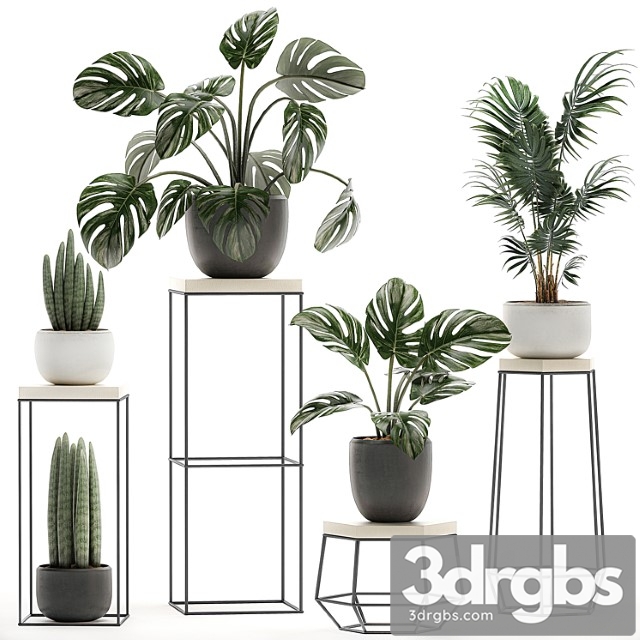 A collection of small plants in pots on tables with stands from monstera, hovea, palm, sansevieria. set 523. - thumbnail 1