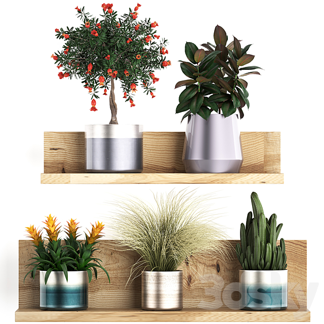 A collection of small plants on a floral wooden shelf in modern pots with a Pomegranate tree Ficus cactus bromelia grass. Set 409. 3ds Max - thumbnail 1