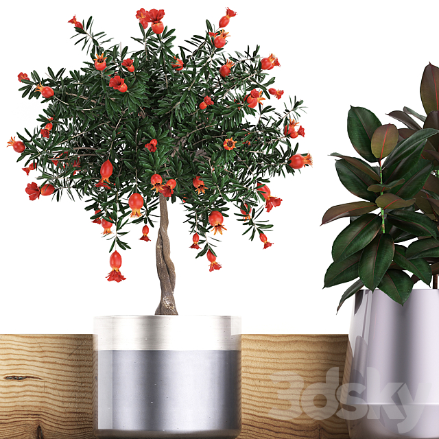 A collection of small plants on a floral wooden shelf in modern pots with a Pomegranate tree Ficus cactus bromelia grass. Set 409. 3ds Max - thumbnail 2