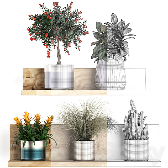 A collection of small plants on a floral wooden shelf in modern pots with a Pomegranate tree Ficus cactus bromelia grass. Set 409. 3ds Max - thumbnail 3