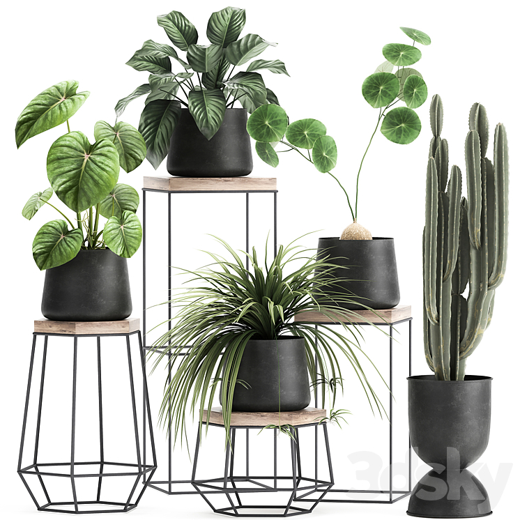 A collection of small plants on stands in black pots with Stefania Erecta cactus Philodendron. Set 899. 3DS Max - thumbnail 1