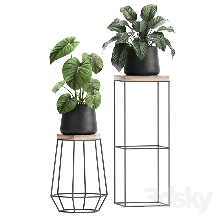 A collection of small plants on stands in black pots with Stefania Erecta cactus Philodendron. Set 899. 3DS Max - thumbnail 2