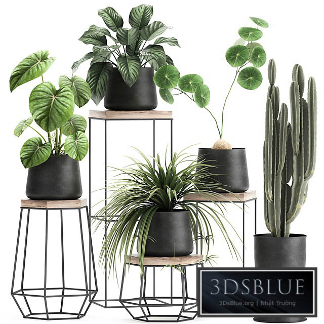 A collection of small plants on stands in black pots with Stefania Erecta cactus Philodendron. Set 899. 3DS Max - thumbnail 3