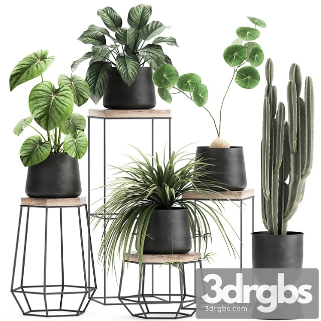 A collection of small plants on stands in black pots with stefania erecta, cactus, philodendron. set 899. - thumbnail 1