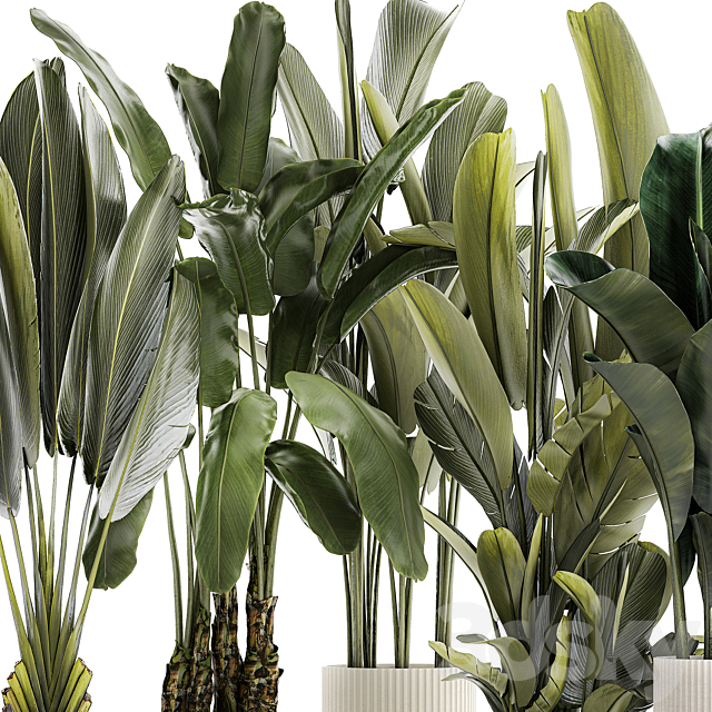 A set of exotic bushes of plants in a flower pot Ravenala Strelittia Banana palm. Collection 1330 3ds Max - thumbnail 2