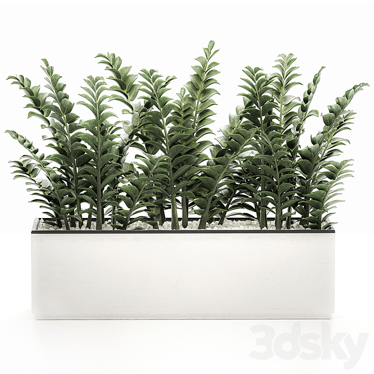 A small lush decorative exotic Zamiokulkas flower in a white pot with gravel. Set 535. 3DS Max - thumbnail 2