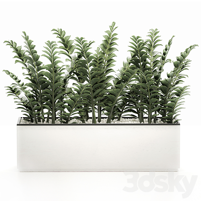 A small lush decorative exotic Zamiokulkas flower in a white pot with gravel. Set 535. 3DSMax File - thumbnail 2