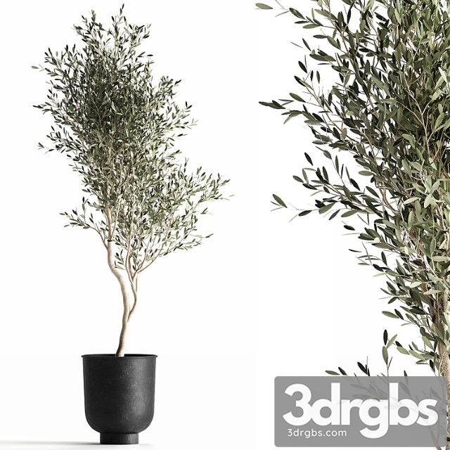 A small olive tree in a black metal pot and a flowerpot. 966. - thumbnail 1