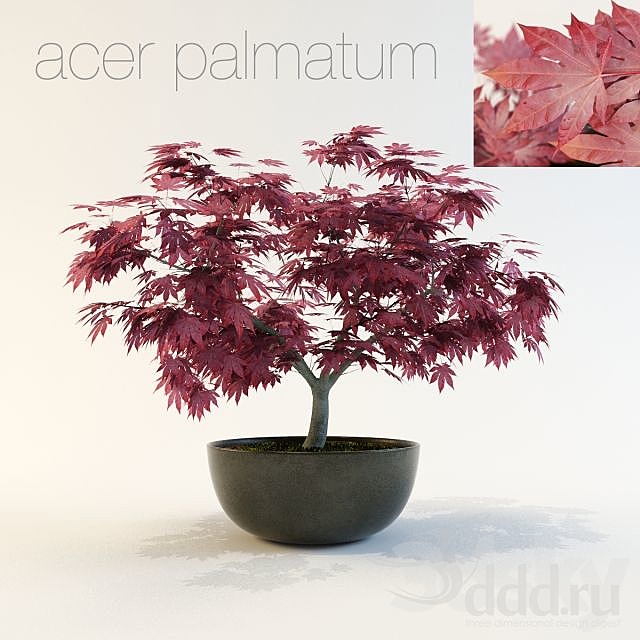 Acer palmatum 3ds Max - thumbnail 1