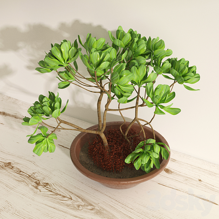 Adenium 3DS Max - thumbnail 2