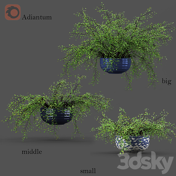 Adiantum or Venus Hair 3DS Max - thumbnail 1