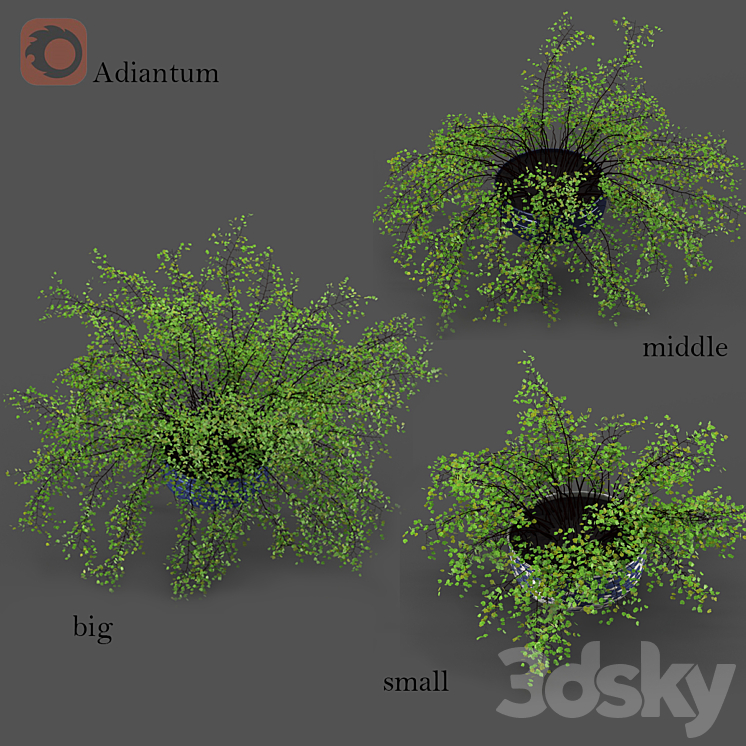 Adiantum or Venus Hair 3DS Max - thumbnail 2