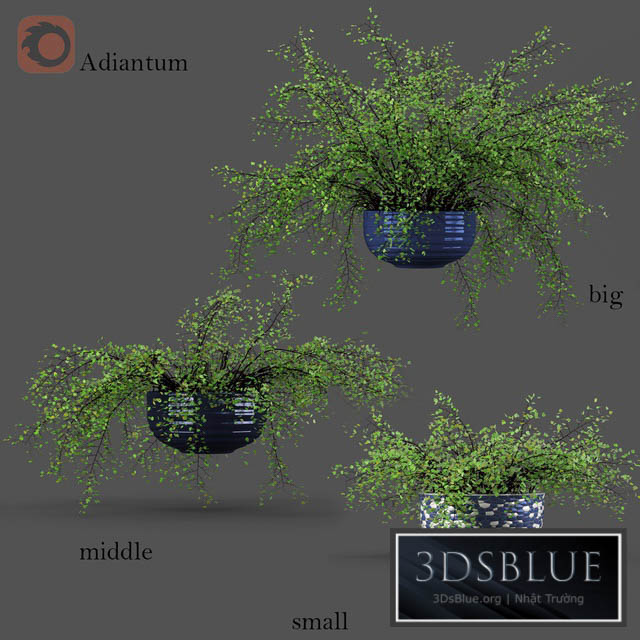 Adiantum or Venus Hair 3DS Max - thumbnail 3