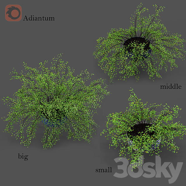 Adiantum or Venus Hair 3DSMax File - thumbnail 2