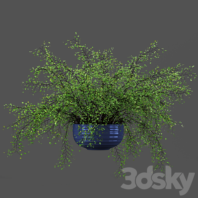 Adiantum or Venus Hair 3DSMax File - thumbnail 3