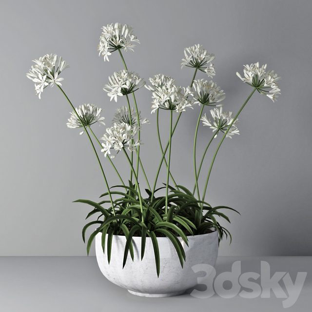 Agapanthus 02 3DSMax File - thumbnail 1