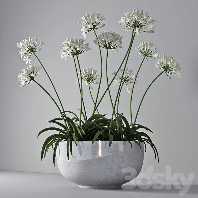 Agapanthus 02 3DSMax File - thumbnail 2