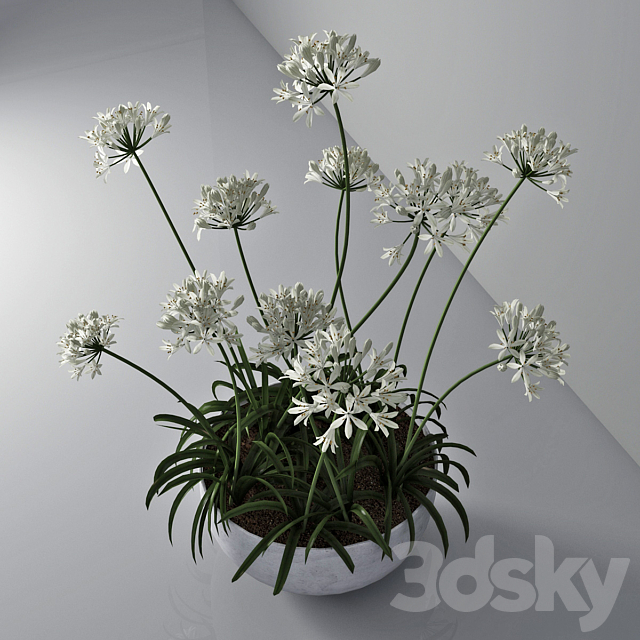 Agapanthus 02 3DSMax File - thumbnail 3