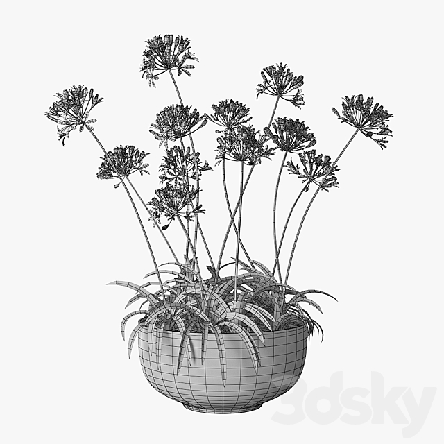 Agapanthus 02 3DSMax File - thumbnail 4