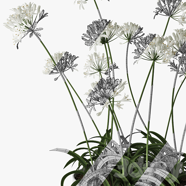 Agapanthus 02 3DSMax File - thumbnail 5