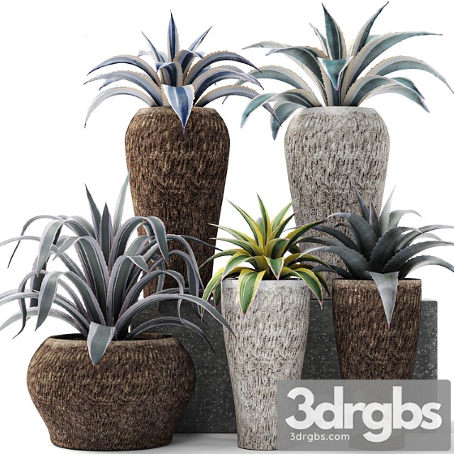 Agave Collection Agava Kust Gorshok Tsvetok Ulichnyi Vazon Rasteniia Pustyni Landshaftnii Dizain 3dsmax Download - thumbnail 1