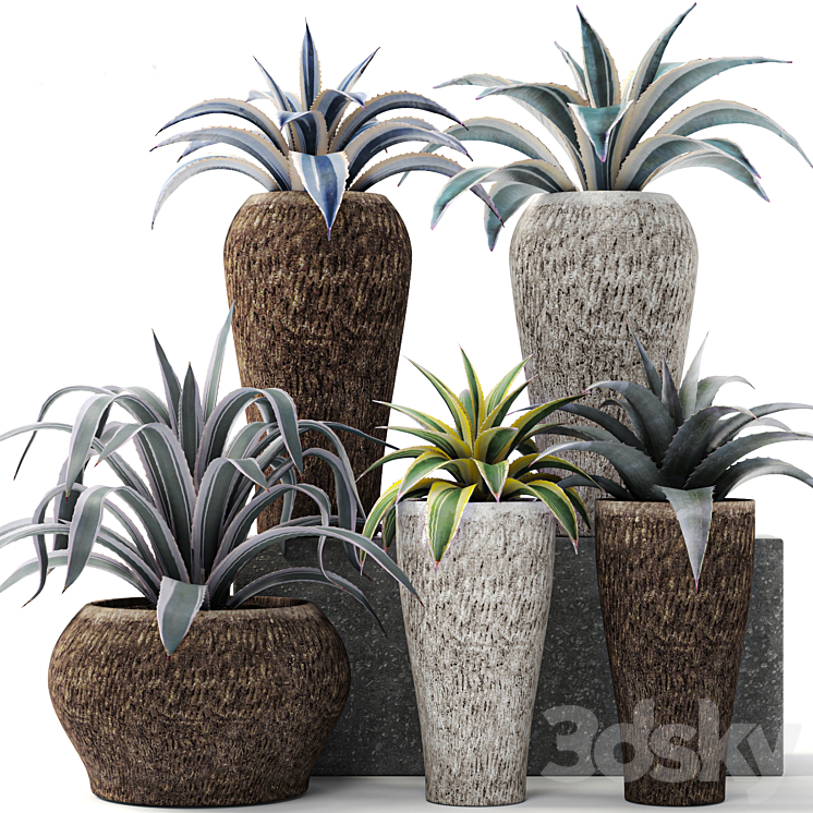 Agave collection agave bush pot flower outdoor flowerpot desert plants landscape design 3DS Max Model - thumbnail 1