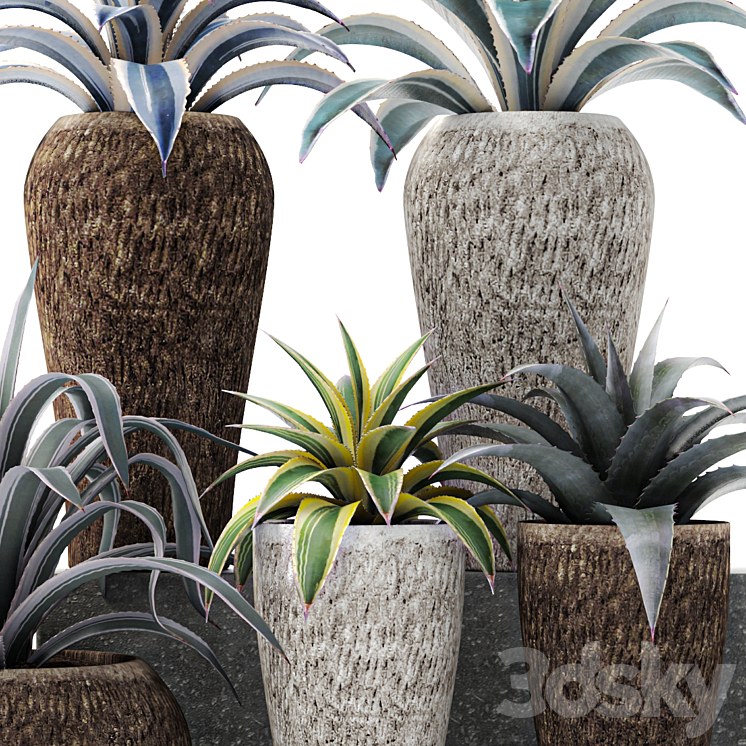 Agave collection agave bush pot flower outdoor flowerpot desert plants landscape design 3DS Max Model - thumbnail 2