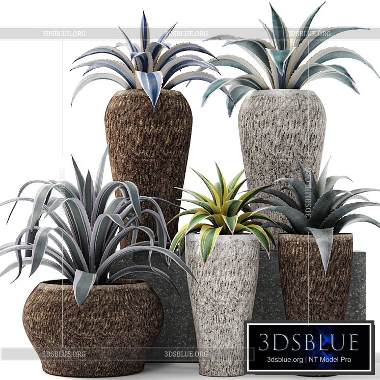 Agave collection agave bush pot flower outdoor flowerpot desert plants landscape design 3DS Max - thumbnail 3