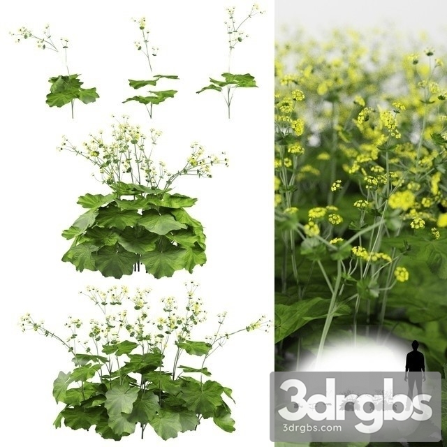 Alchemilla Mollis 3dsmax Download - thumbnail 1