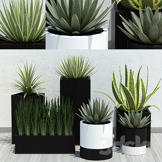 Aloe Pack 3DSMax File - thumbnail 1